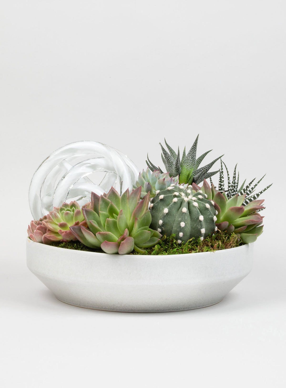 Succulent Statement