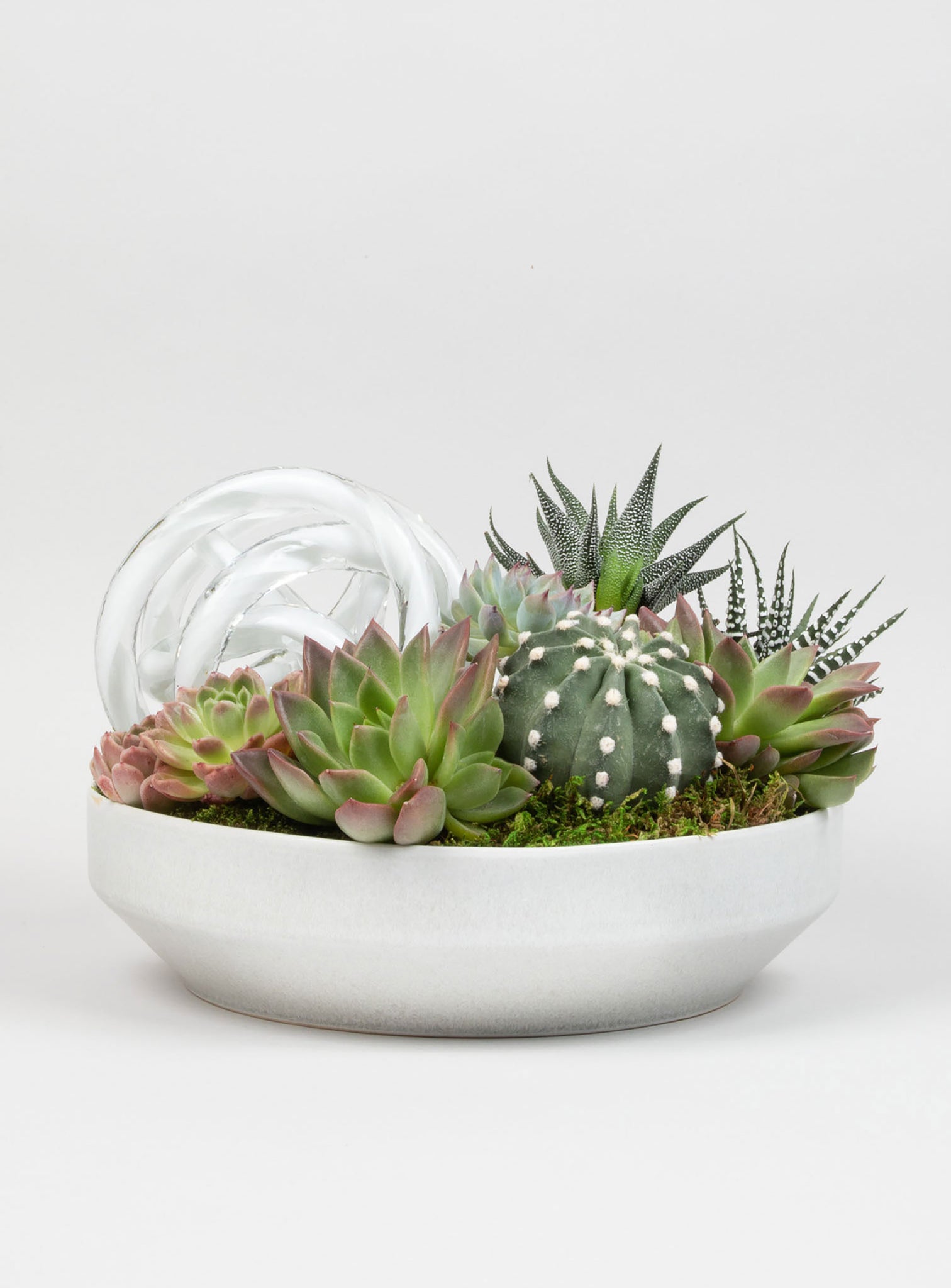 Succulent Statement