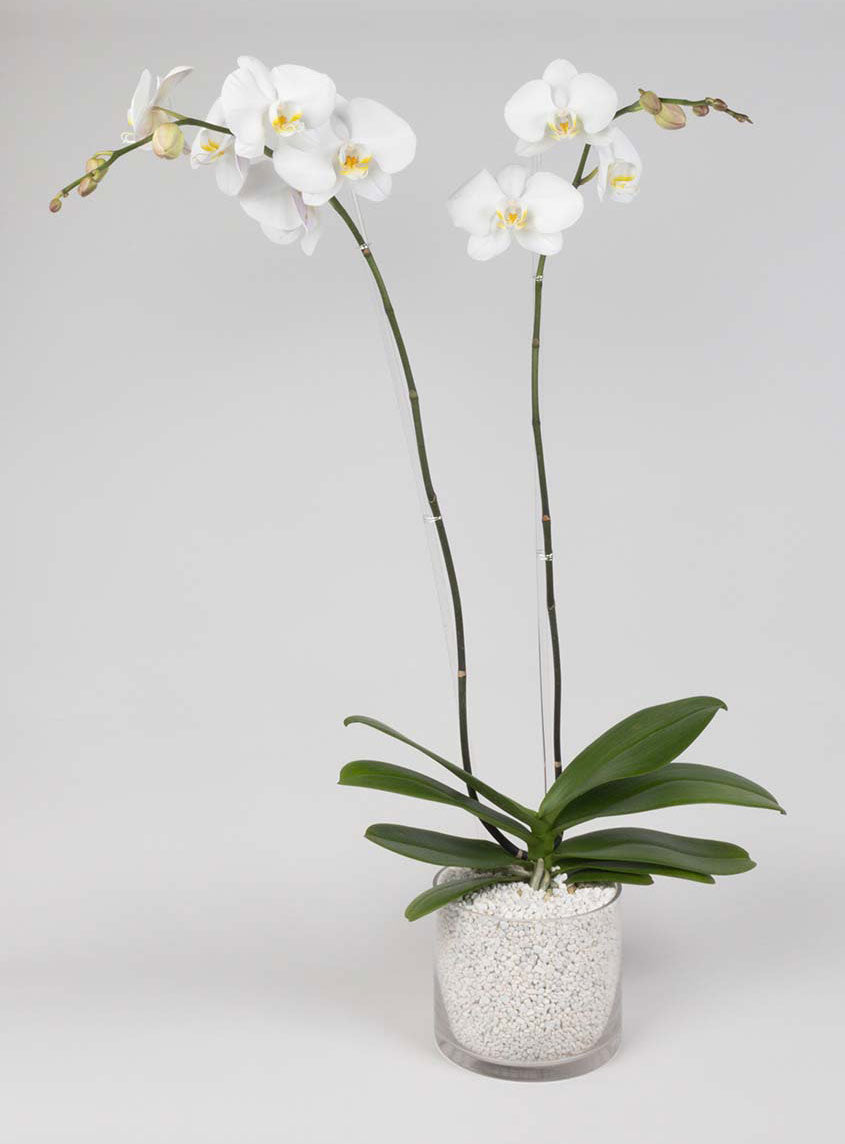 Modern Orchid Statement