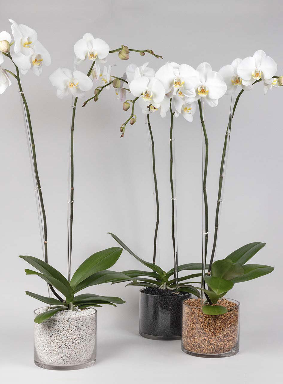 Modern Orchid Statement