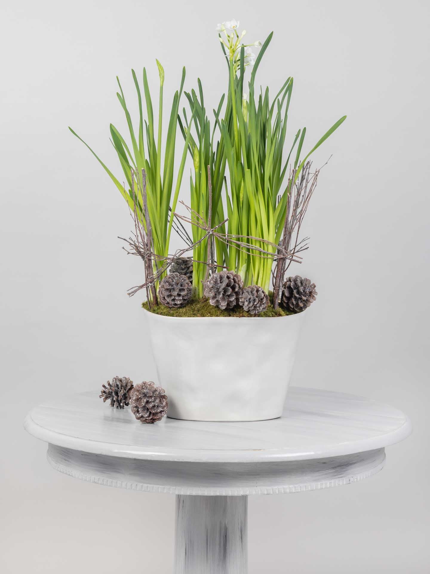 Paperwhites and Pinecones