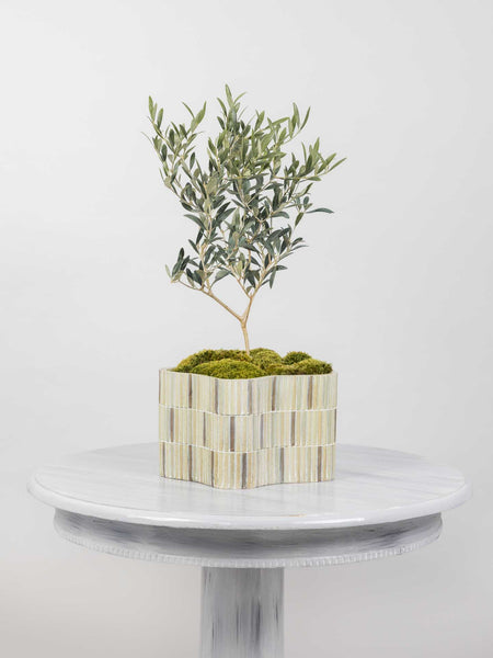 Petite Olive Tree