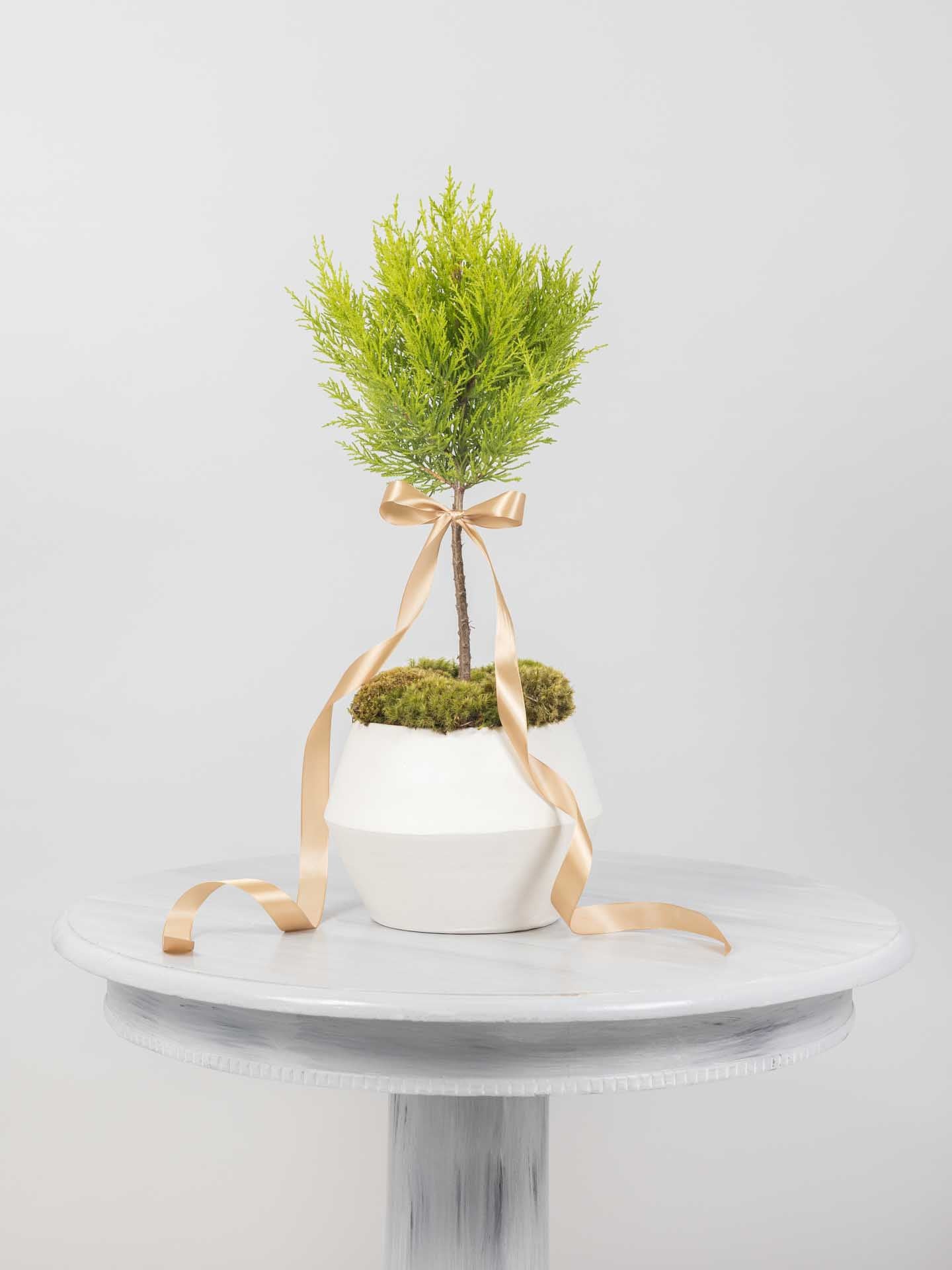 Little Lemon Cypress