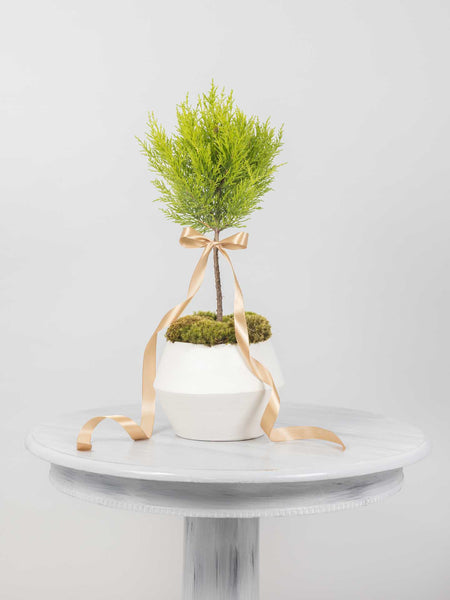 Little Lemon Cypress