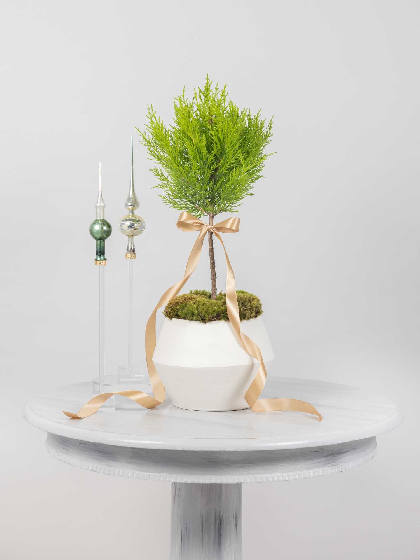 Little Lemon Cypress