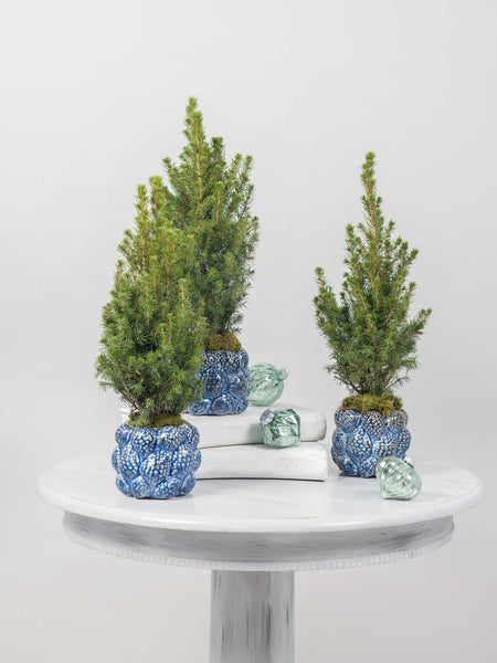 Mini Winter Pines