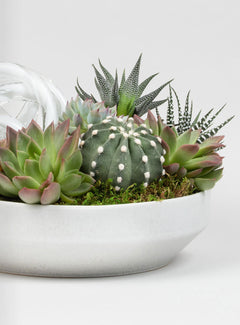Succulent Statement