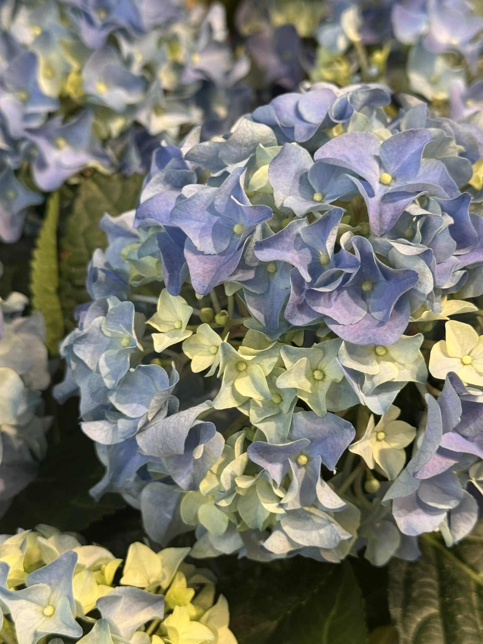 Seasonal flowers and arrangements by Avant Garden